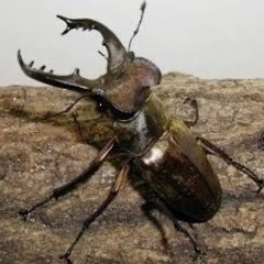 伊豆市天然採集ミヤマクワガタオス大型の画像