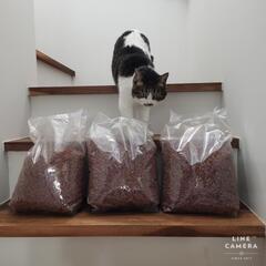 ★キャットフード 6kg★DCM ねこのごはん 2kg×3袋
