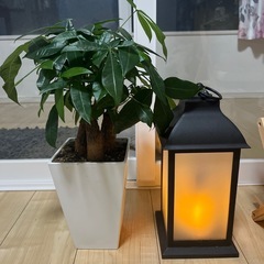 植物とランタン