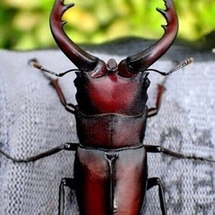 伊豆市天然採集ノコギリクワガタオス水牛型の画像