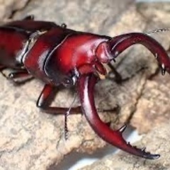 伊豆市天然採集ノコギリクワガタオス水牛型の画像