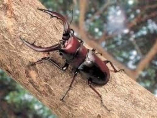 ノコギリクワガタ オス 36匹(全て水牛型) ノコギリクワガタ オス 36匹(全て水牛型) 【公式通販】