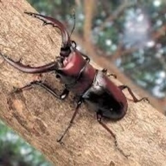 伊豆市天然採集ノコギリクワガタオス水牛型の画像