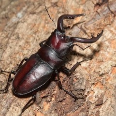 伊豆市天然採集ノコギリクワガタオス水牛型の画像