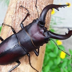 伊豆市天然採集ノコギリクワガタオス水牛型