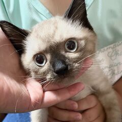 美人なシャム風子猫（メス・鍵しっぽ）検査済み