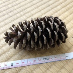 【数量相談可】巨大 松ぼっくり 10㎝ 5個セット スラッシュマツ 現金取引の画像