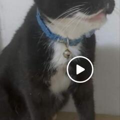 子猫4匹　大きい子白黒　黒