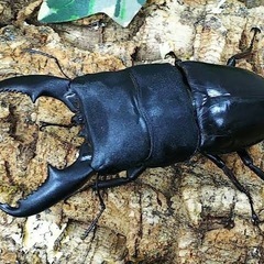 伊豆市天然採集ヒラタクワガタオス大型の画像