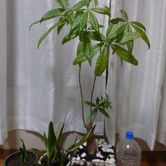 パキラ1鉢　➕️サンセベリア（虎の尾）2鉢　セット