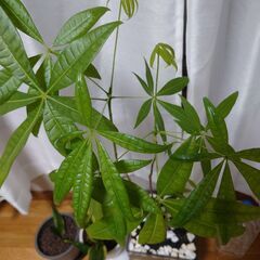 パキラ1鉢　➕️サンセベリア（虎の尾）2鉢　セットの画像