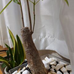 パキラ1鉢　➕️サンセベリア（虎の尾）2鉢　セットの画像
