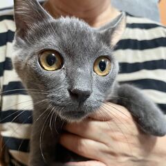 ロシアンブルー風 グレー子猫（オス）検査済み