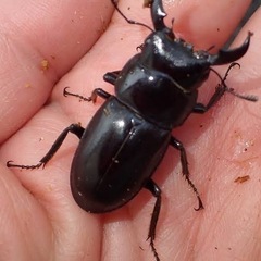 伊豆市天然採集ヒラタクワガタオス小型