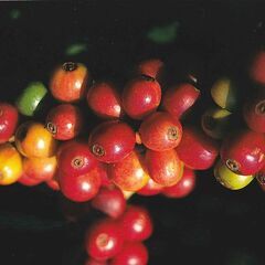 初台駅直結　イタリアンカフェスタッフ大募集！の画像