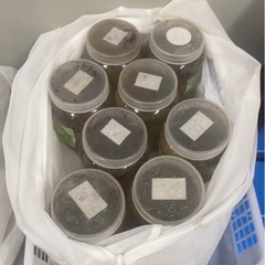 国内繁殖クワガタ 多数の画像