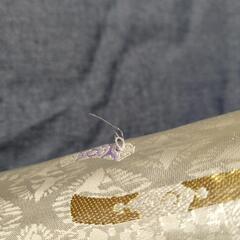 袋帯　正絹　中古の画像