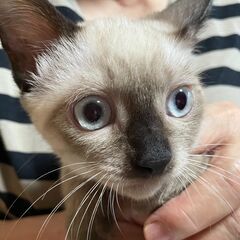 美男子シャム風子猫（オス）検査済み