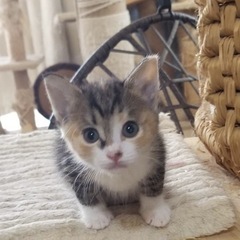 仲良し５匹子猫達