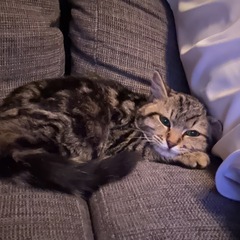 急募