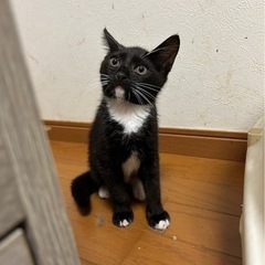 白黒猫ちゃん　