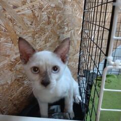 【更新】シャム風子猫2