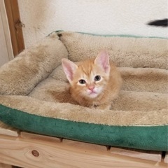 仲良し5匹兄弟です - 猫