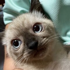 キュートなシャム風子猫（メス）検査済み