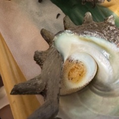 サザエの身を出して欲しいです。