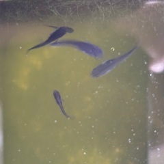漆黒のメダカ　極上オロチ　幼魚の画像