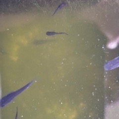 漆黒のメダカ　極上オロチ　幼魚の画像