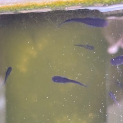 漆黒のメダカ　極上オロチ　幼魚の画像