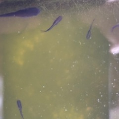 漆黒のメダカ　極上オロチ　幼魚の画像