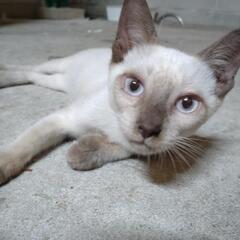 【更新】シャム風子猫1