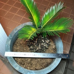 ソテツ　蘇轍　の画像