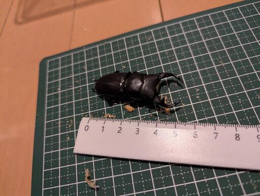 オオクワガタ　オス　メス　合計2匹