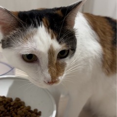 猫さんより人が好きな三毛猫さん − 大分県