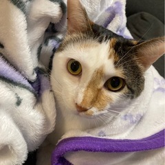猫さんより人が好きな三毛猫さん - 猫