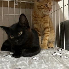🍀茶トラ♂と黒猫♀のやんちゃな兄弟💕　　　（募集一時中断します