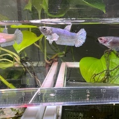ベタ　ダンボプラカット　若魚3匹セット