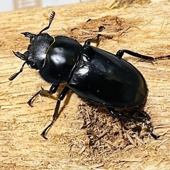 フォルスターフタマタクワガタ　キヨタミ亜種　ペア②の画像