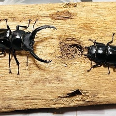 フォルスターフタマタクワガタ　キヨタミ亜種　ペア②