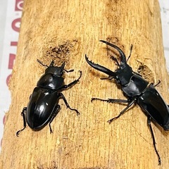 フォルスターフタマタクワガタ　キヨタミ亜種　ペア②の画像
