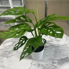 観葉植物✨マドカズラ✨