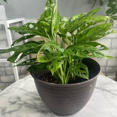 観葉植物✨マドカズラ✨