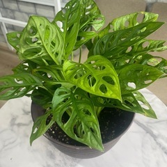 観葉植物✨マドカズラ✨の画像
