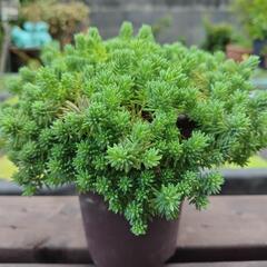 多肉植物、セダム