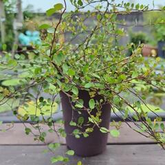 ワイヤープランツ鉢植