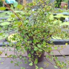 ワイヤープランツ鉢植の画像