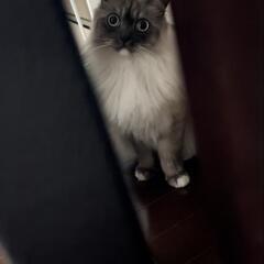 猫ちゃん好き仲間募集してます(ΦωΦ) − 福島県